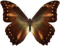 schmetterling0340117.jpg