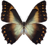 schmetterling0340118.jpg