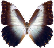 schmetterling0340119.jpg