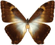 schmetterling0340120.jpg