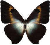 schmetterling0340121.jpg