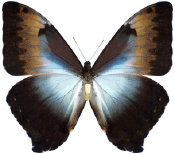 schmetterling0340122.jpg