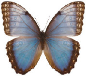 schmetterling0340124.jpg
