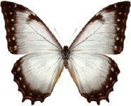 schmetterling0340125.jpg