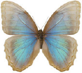 schmetterling0340126.jpg