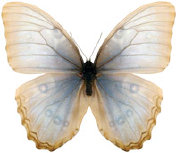 schmetterling0340127.jpg