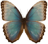 schmetterling0340128.jpg