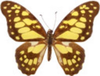 schmetterling0340129.jpg
