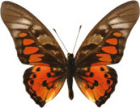 schmetterling0340130.jpg