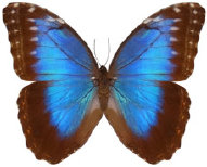 schmetterling034061.jpg