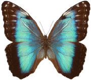 schmetterling034063.jpg