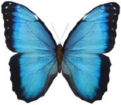 schmetterling034064.jpg