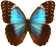schmetterling034065.jpg