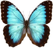 schmetterling034066.jpg