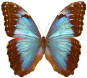 schmetterling034067.jpg