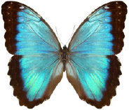 schmetterling034068.jpg
