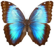 schmetterling034069.jpg