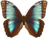 schmetterling034072.jpg
