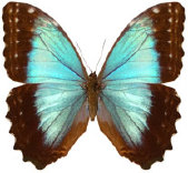 schmetterling034073.jpg