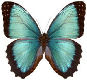 schmetterling034074.jpg