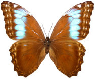 schmetterling034075.jpg