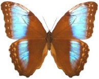 schmetterling034076.jpg