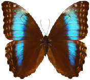 schmetterling034077.jpg