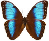schmetterling034078.jpg