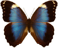 schmetterling034079.jpg