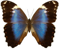 schmetterling034080.jpg