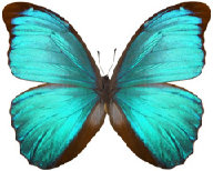 schmetterling034081.jpg