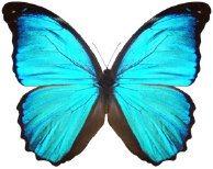 schmetterling034082.jpg