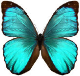 schmetterling034083.jpg