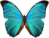 schmetterling034084.jpg