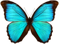 schmetterling034085.jpg