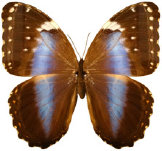 schmetterling034086.jpg