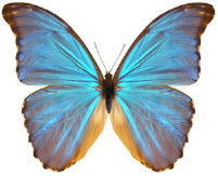 schmetterling034087.jpg