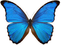 schmetterling034088.jpg