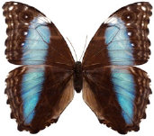 schmetterling034089.jpg