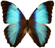 schmetterling034090.jpg