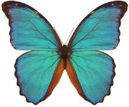 schmetterling034091.jpg