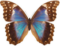 schmetterling034092.jpg