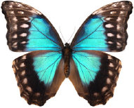 schmetterling034093.jpg
