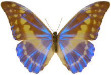 schmetterling034095.jpg