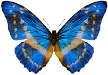 schmetterling034096.jpg