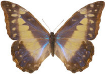 schmetterling034097.jpg