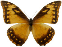 schmetterling034098.jpg