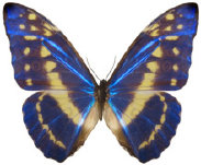 schmetterling034099.jpg