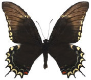 schmetterling0350100.jpg