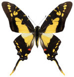 schmetterling0350101.jpg